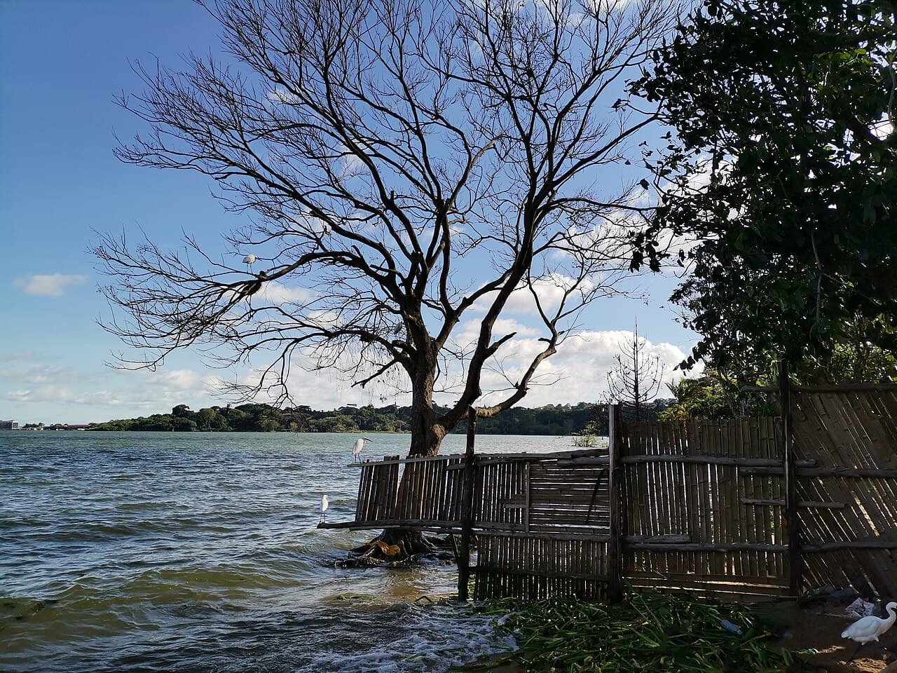 Illustration - View of Victoria Lake in Uganda