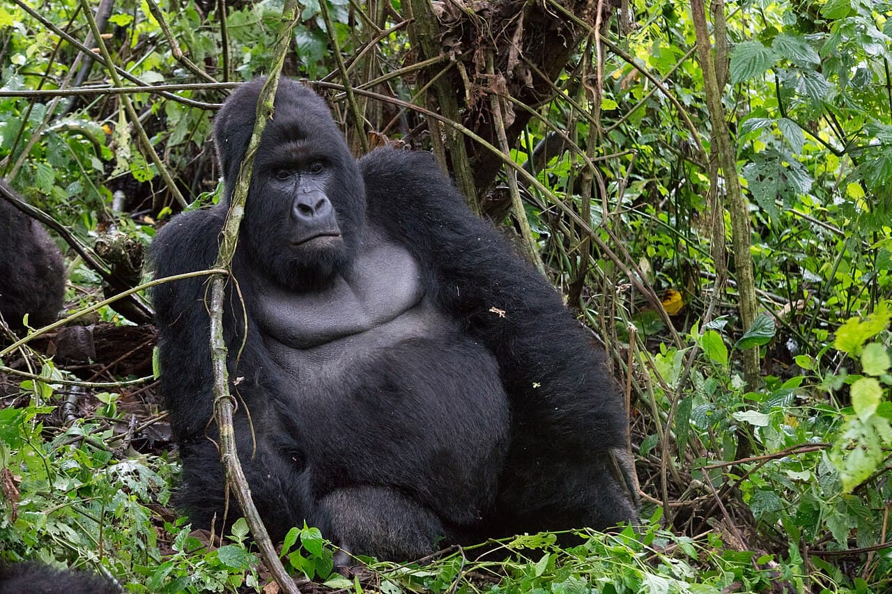 Illustration - Mountain Gorilla Humba family Virunga National Park 30